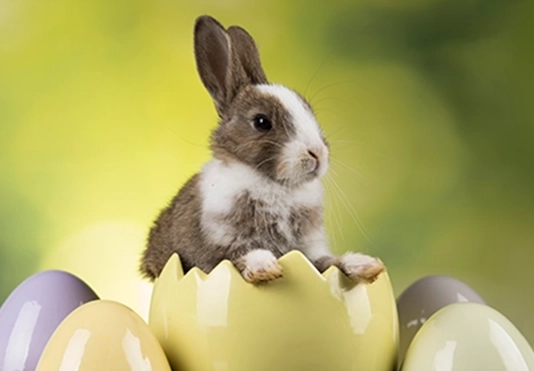 Ein Osterhase, der in einem bunten Ei sitzt.