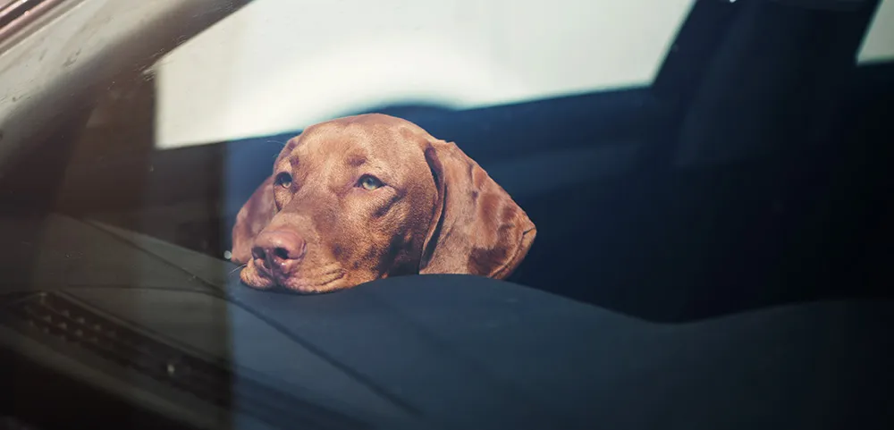 Hund liegt mit dem Kopf auf dem Armaturenbrett eines geparkten Autos und schaut nach draußen