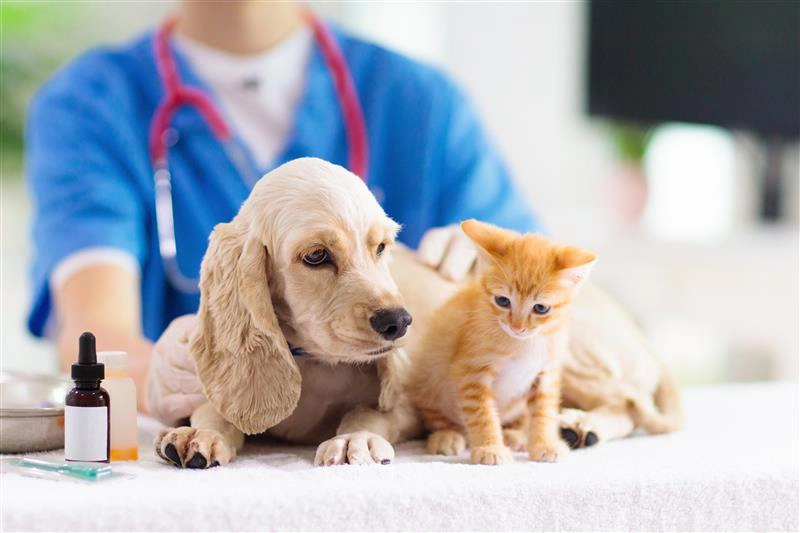 Erste Hilfe bei Hund & Katze 