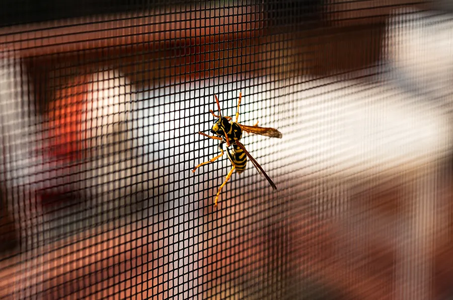 Wespe die an einem Fliegengitter sitzt.