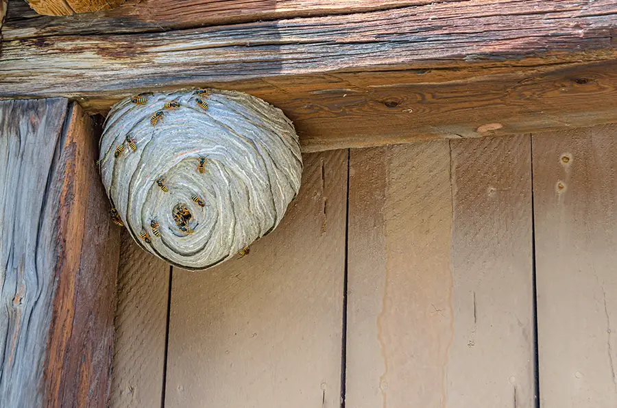 Großes Wespennest an einem Holzbalken.