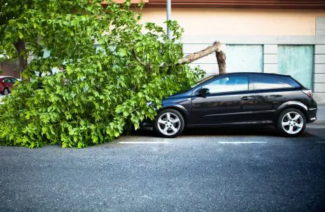 Schwarzes Auto auf der Straße von umgestürztem Baum nach Sturm teilweise begraben