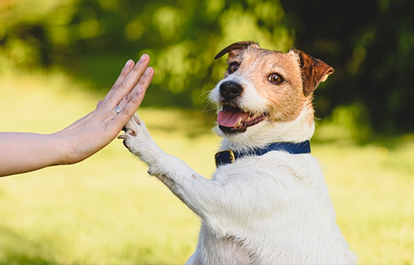 Hund gibt einer Person High Five im Freien